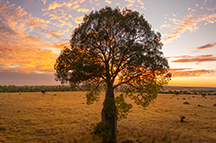 What information is available?